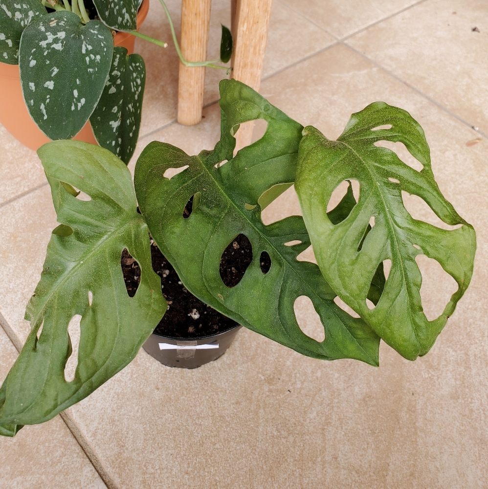 SOLD 🌱Monstera Adansonii (D) - Picture 6 of 7